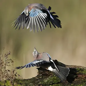 Garrulus: Eurasian Jays (Garrulus glandarius) fighting, T