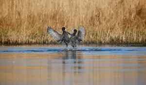 Fulica: Eurasian Koots