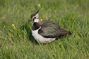 Polder: Eurasian Lapwing (Vanellus vanellus) standing o