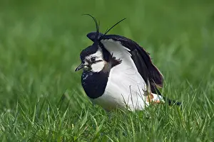 Vanellus: Eurasian Lapwing (Vanellus vanellus) stretching wings in meadow
