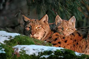 Wald: Eurasian Linx (Lynx lynx) female with cub in evening