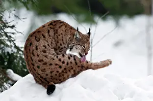 Tier: Eurasian Lynx