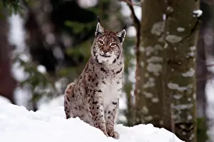 Tier: Eurasian Lynx