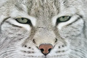 Kyrgystan: Eurasian Lynx