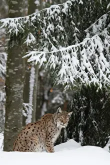 Hunter: Eurasian Lynx