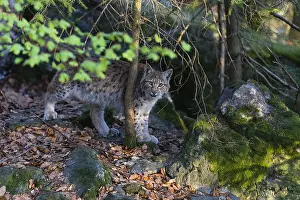 121118: Eurasian Lynx - hiding behind tree, looking curious