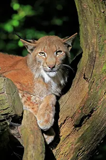040222: Eurasian lynx (Lynx lynx), adult, on tree, portrait