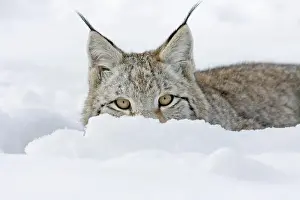 Tierpark: Eurasian lynx (Lynx lynx), animal portrait, captive