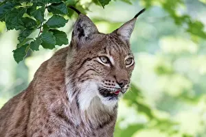 031019: Eurasian lynx (Lynx lynx), animal portrait, attentive