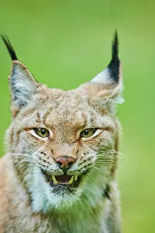 Denture: Eurasian lynx (Lynx lynx), animal portrait, captive