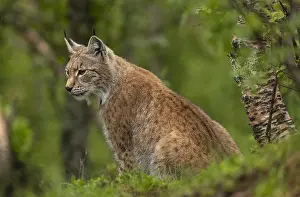 Boreal: Eurasian lynx, Lynx lynx, in boreal woodland, Scandinavia