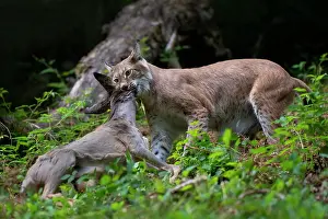 Captured: Eurasian lynx or (Lynx lynx) with captured roe deer