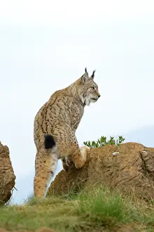 Meat: Eurasian Lynx (Lynx lynx), climbing on a rock