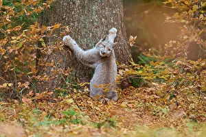 Climb: Eurasian lynx (Lynx lynx), climbing on tree trunk in autumn