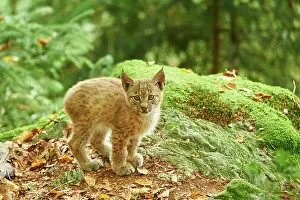 Wald: Eurasian lynx (Lynx lynx), cub in a forest, captive