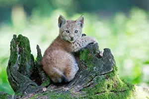 Zoological: Eurasian Lynx (Lynx lynx), cub lying on an old tree