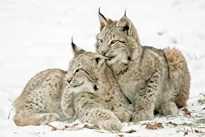 Tierpark: Two eurasian lynx (Lynx lynx), cubs, lying on snow-covered