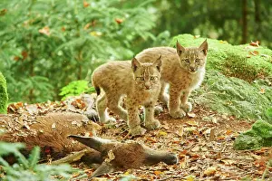 Wald: Eurasian lynx (Lynx lynx), two cubs in a forest