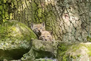 Section: Eurasian lynx (Lynx lynx) cubs (youngster) in a forest