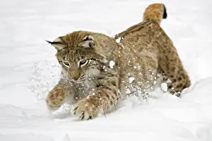 Friskily: Eurasian Lynx (Lynx lynx) in deep snow, Bavaria