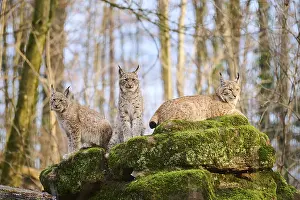 Predatory Cats: Eurasian lynx (Lynx lynx) family on a rock