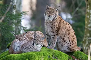 Vision: Eurasian lynx (Lynx lynx) female and cubs on a mossy