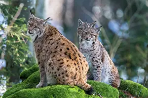 Vision: Eurasian lynx (Lynx lynx) female and cubs on a mossy