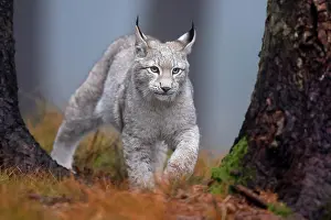 Czech: Eurasian lynx (Lynx lynx), in a forest, Czech Republic