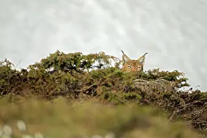 Vaud: Eurasian lynx (Lynx lynx) hidden in bushes, Vaud