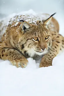 Wildli: Eurasian lynx (lynx lynx), lies attentively in the