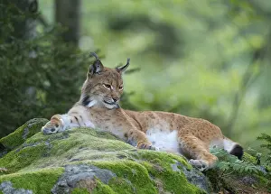 Watching: Eurasian lynx (Lynx lynx) lies on a moss-covered rock in the forest and looks attentively