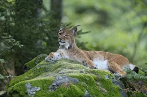 Watching: Eurasian lynx (Lynx lynx) lies on a moss-covered rock in the forest and looks attentively