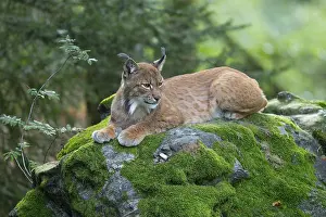 Watching: Eurasian lynx (Lynx lynx) lies on a moss-covered rock in the forest and looks attentively