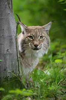 Hidden: Eurasian lynx (Lynx lynx) looks out behind tree