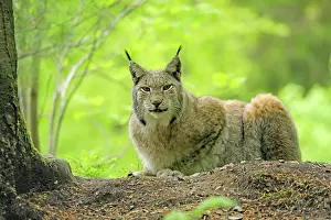 Warstein: Eurasian lynx (Lynx lynx) lying in the forest, Warstein