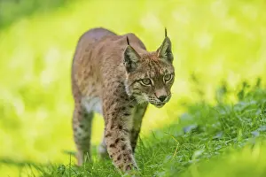 Section: Eurasian lynx (Lynx lynx) on a meadow, Austria