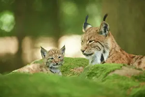 Parents: Eurasian lynx (Lynx lynx) mother with her youngster
