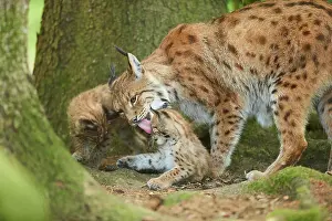 Youngsters: Eurasian lynx (Lynx lynx) mother with her youngsters