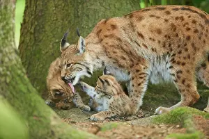 Youngsters: Eurasian lynx (Lynx lynx) mother with her youngsters