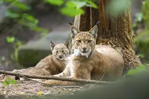Rarest: Eurasian lynx (Lynx lynx) mother with her youngsters (cubs) in a forest