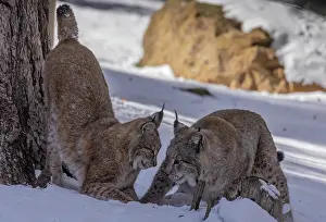 Free: Two Eurasian lynx, Lynx lynx, playing in the sno