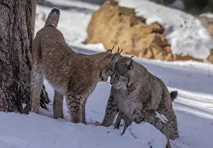Free: Two Eurasian lynx, Lynx lynx, playing in the sno