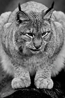 Lynxes: Eurasian Lynx (Lynx lynx), portrait, black and white