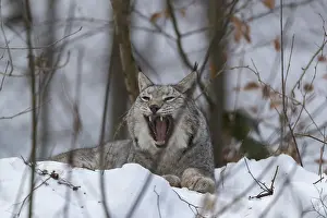 Yawns: Eurasian lynx, Lynx lynx, resting in snow covered forest