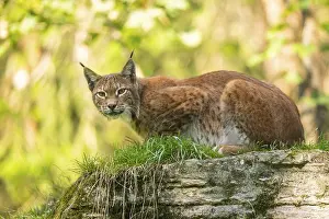 Relaxing: Eurasian lynx (Lynx lynx) on a rock, Austria