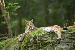 Picturesque: Eurasian lynx (Lynx lynx) on a rock, Austria