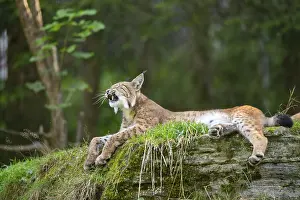 Picturesque: Eurasian lynx (Lynx lynx) on a rock, Austria