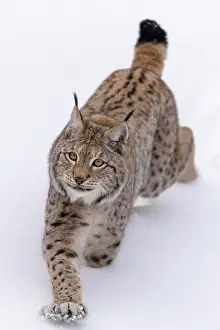 Sumava: Eurasian lynx (Lynx lynx), running through deep