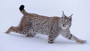 Sumava: Eurasian lynx (Lynx lynx), running through deep