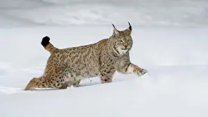 Sumava: Eurasian lynx (Lynx lynx), running through deep
